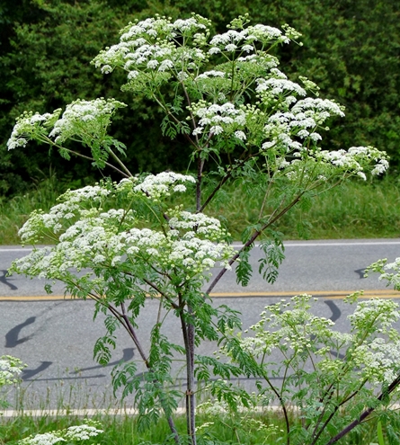 {Conium maculatum}